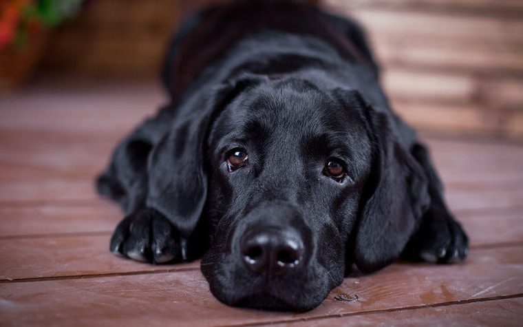 Labrador Retriever in the interior