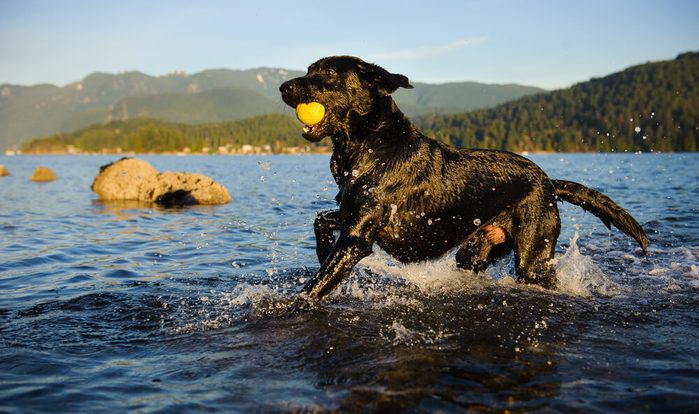 Black Labrador Retriever dog running through blue water carrying tennis ball