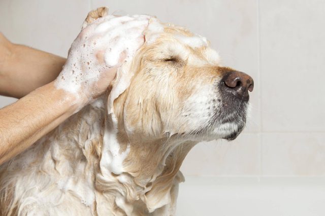 A dog taking a shower with soap and water