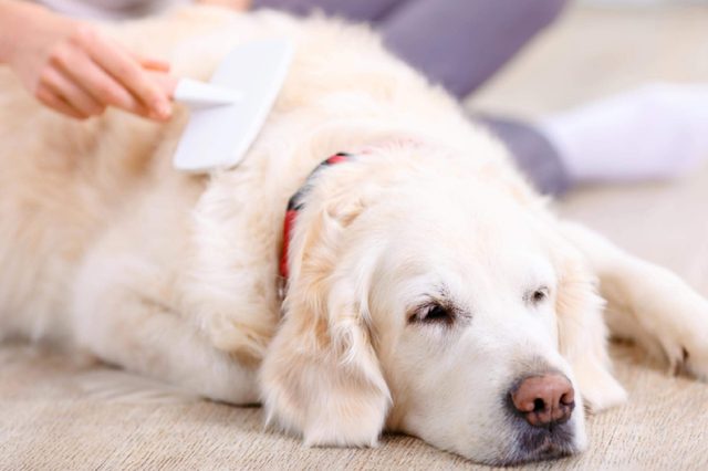 Sweet dreams. Close up of nice dog lying on the floor and sleeping with young woman brushing it