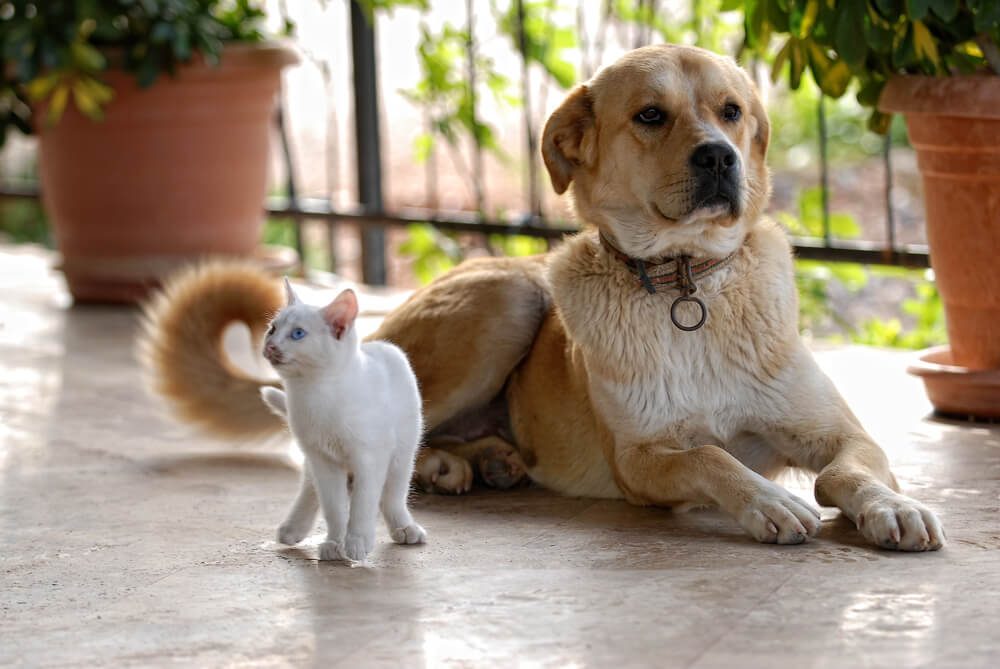 dog and cat