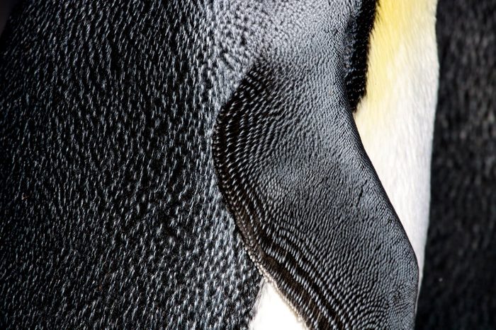 King penguin feather side close-up