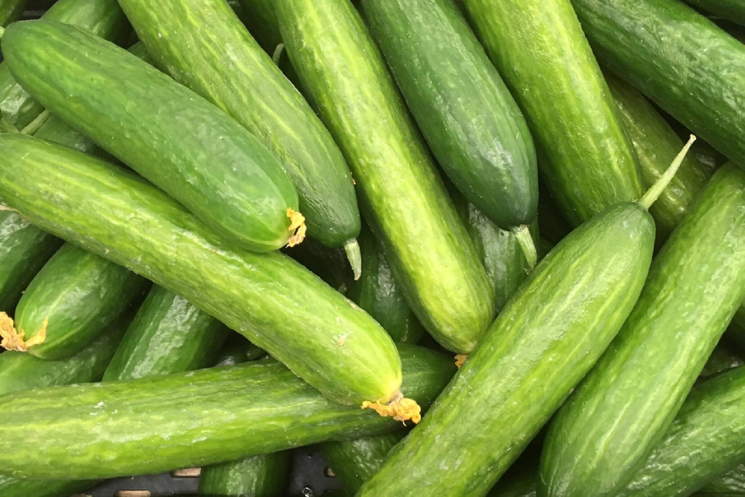 long cucumber harvest. many green cucumbers. cucumbers close up