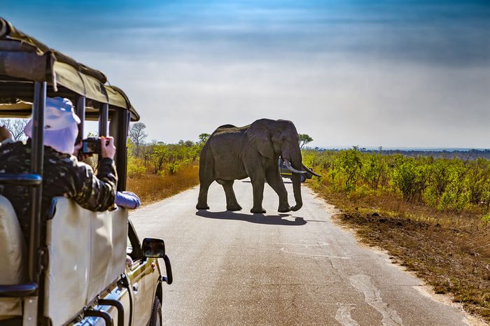 South Africa. Safari in Kruger National Park - African Elephants (Loxodonta africana)