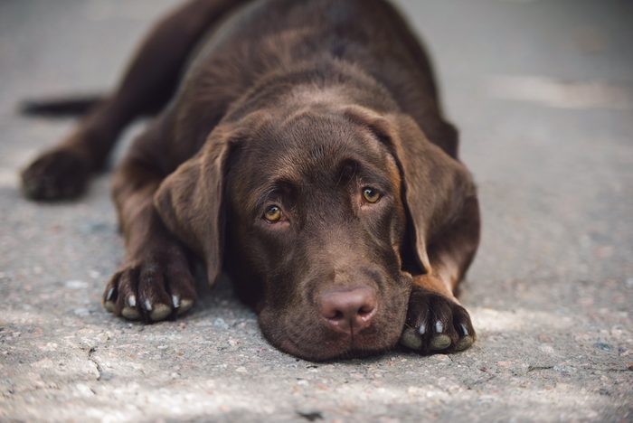 sad labrador lying on the ground