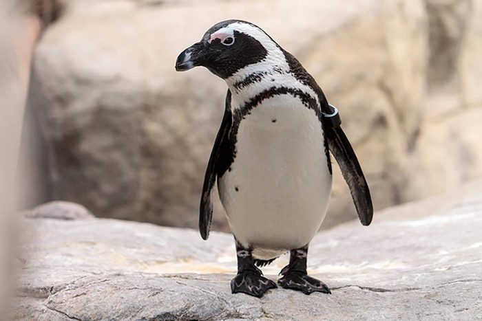 African Penguin Spheniscus demersus is an endangered bird found in South Africa