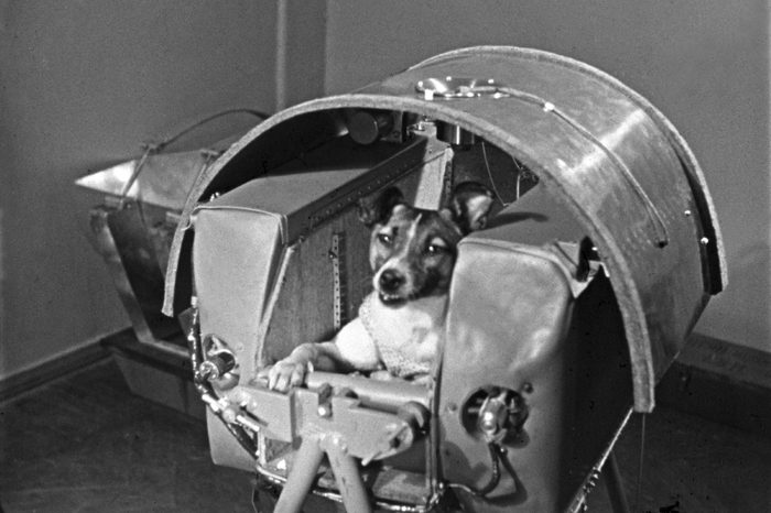 Laika, the first dog in space, in the sputnik 2 capsule.