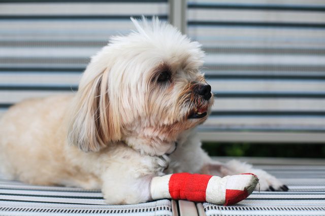 Injured Shih Tzu leg wrapped by red bandage