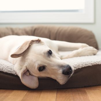 Yellow Lab Puppy Dog Sleeping on Bed