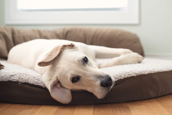 Yellow Lab Puppy Dog Sleeping on Bed