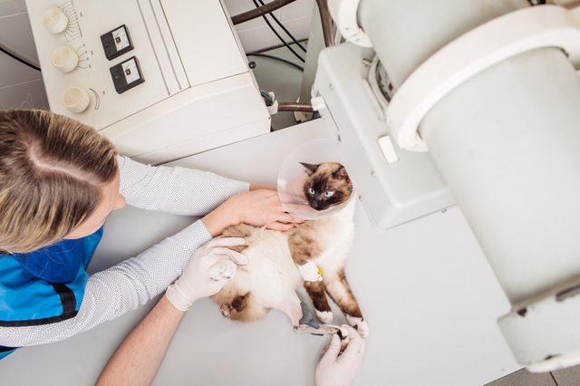 Doctor examining cat in x-ray room. medicine, pet, animals, health care and people concept