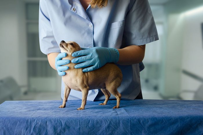 Dog veterinarian.