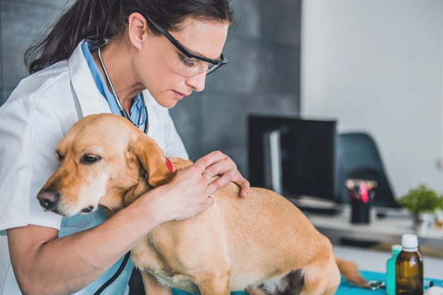 Young female veterinarian picking a tick on dog fur at the veterinarian clinic