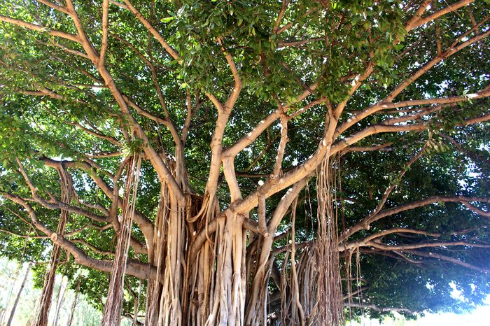 Banyan tree in Waikiki beach Hawaii