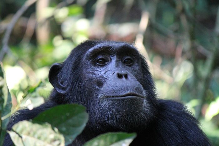 Common Chimpanzee - Scientific name: Pan troglodytes portrait at Kibale Forest National Park, Rwenzori Mountains, Uganda, Africa