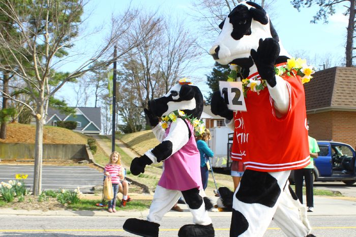 GLOUCESTER, VA - April 5, 2014: 28th annual Daffodil parade, The Chic Fillet eat more Chicken cows in the parade, The Daffodil fest and Parade is a regular event held each spring