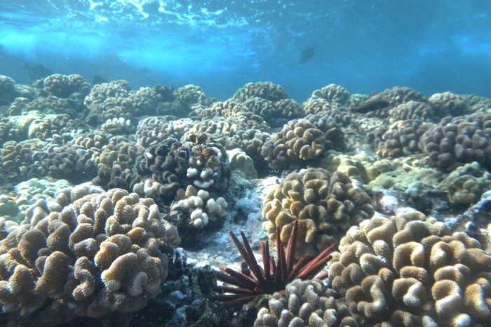 Coral reef red pencil sea urchin surrounded by brain corals in the molokini crater