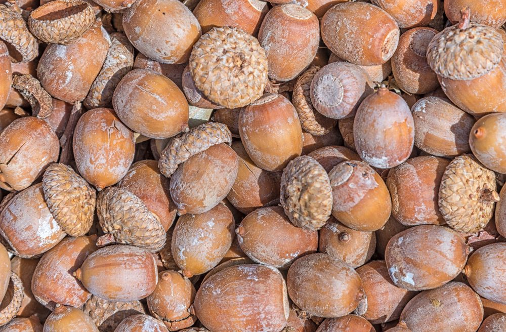 fallen acorns on the ground as a background