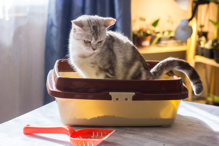 Cat sitting in a cat litter box or tray.