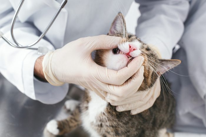 Checking the mouth of a cat