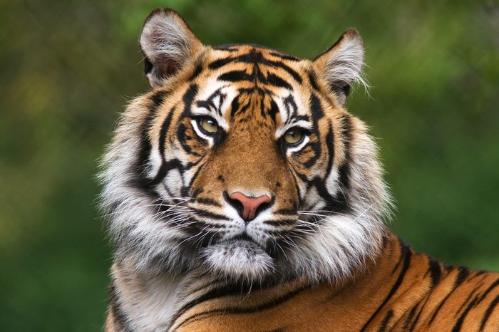 Tiger, portrait of a bengal tiger.