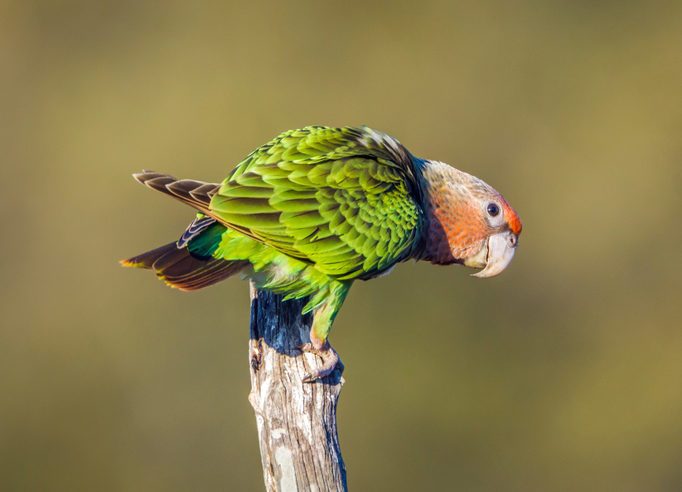 Cape Parrot in Kruger National park, South Africa ; Specie Poicephalus robustus family of Psittacidae