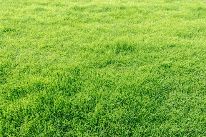 Close-up image of fresh spring green grass