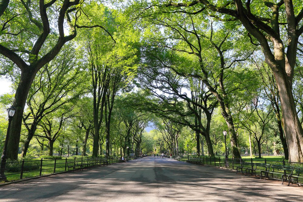 the mall at central park