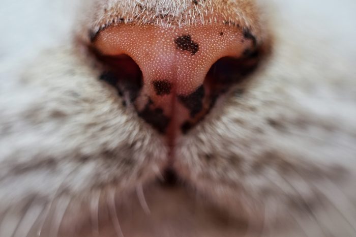 Cat nose