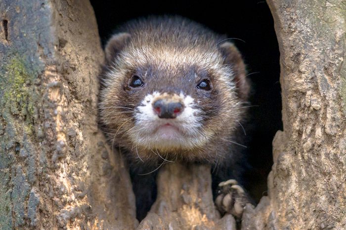 European Ferret (Mustela putorius) looking from its burrow in the camera