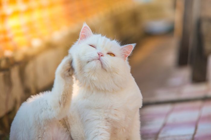 The white cat sitting and then itching so much that it took the foot to scratch his throat and look like a man who is having a rash as well.