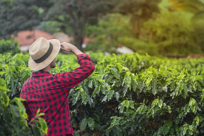 Farmer with hat standing in a coffee plantation field and looks into the distance. Concept image