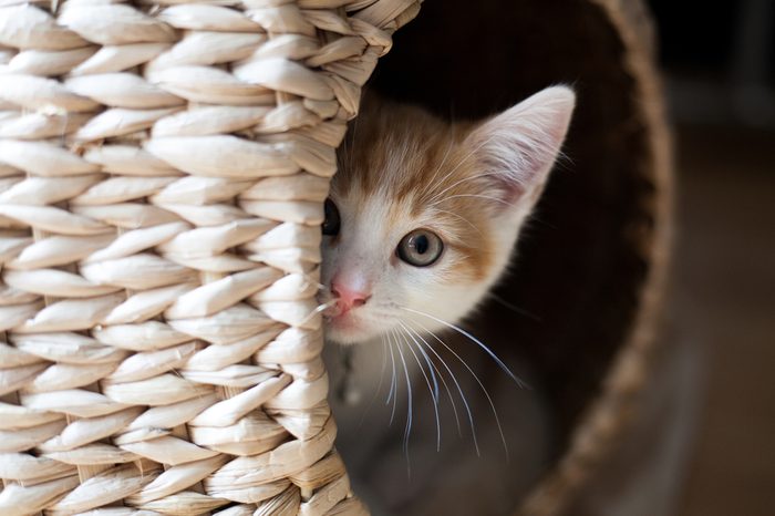 cute ginger kitten peeking out of a wicker pod