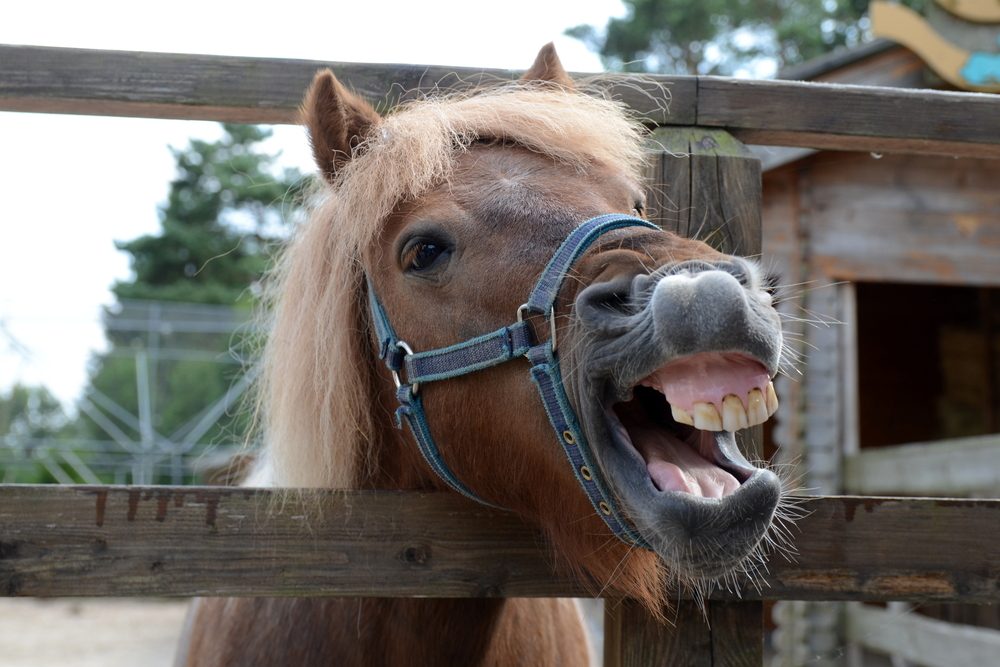 Laughing brown horse