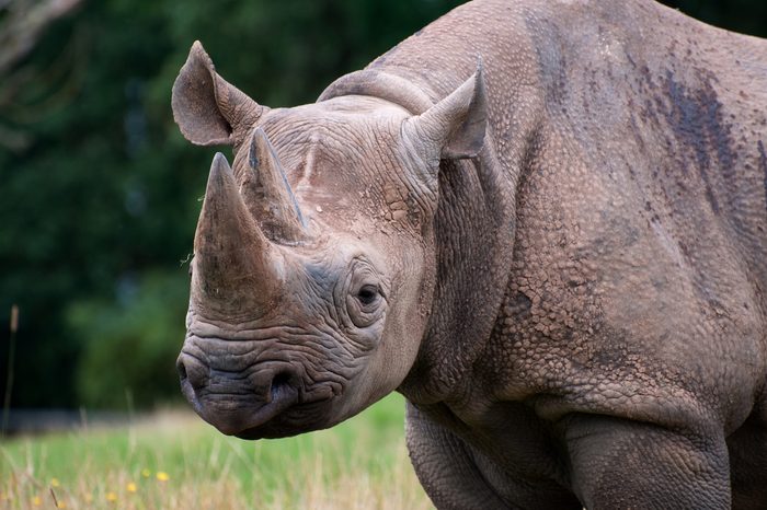 Black Rhino