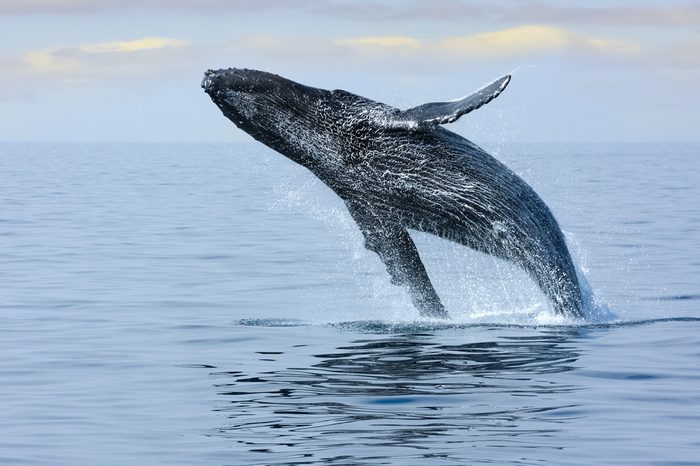 Breaching Hump Back Whale off the coast of Honolulu. Hawaii.