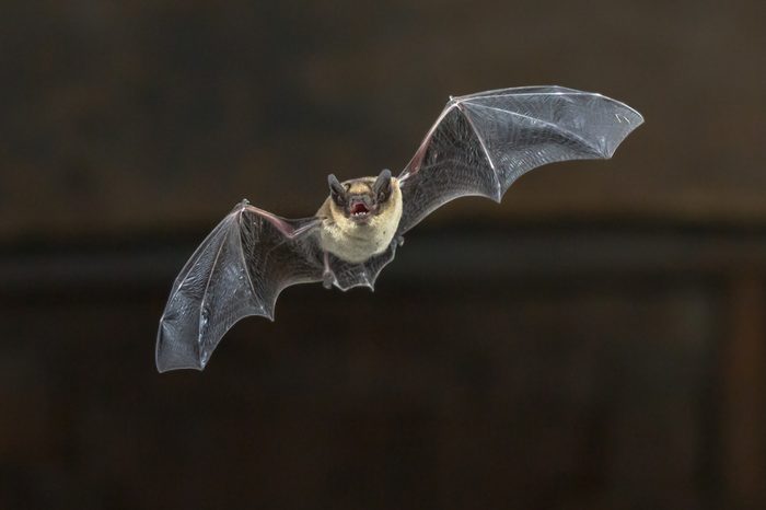 Pipistrelle bat (Pipistrellus pipistrellus) flying on wooden ceiling of house in darkness