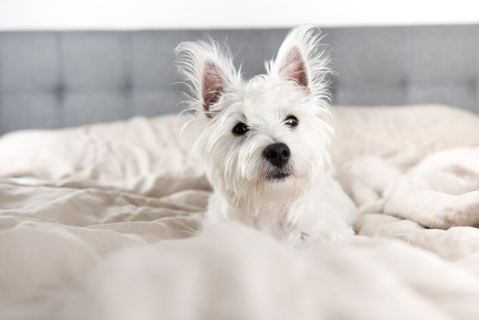 West Highland Terrier Puppy on Human Bed