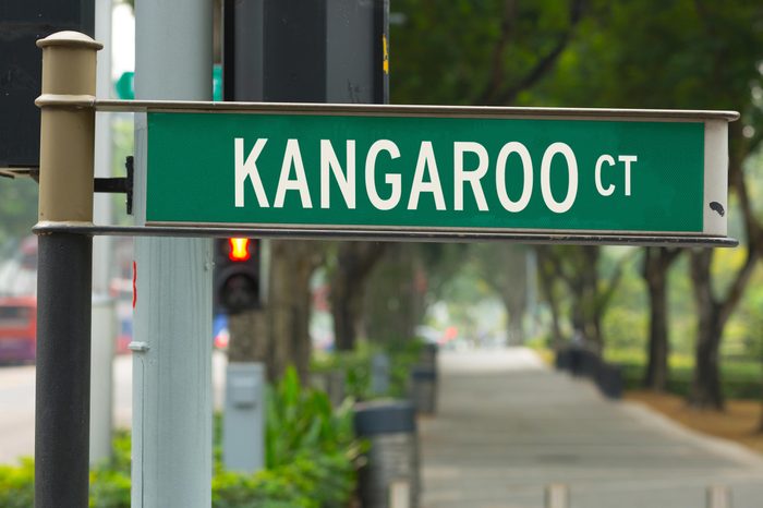 Kangaroo CT
