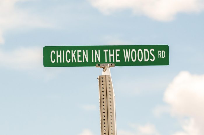 Chicken in the Woods Rd.