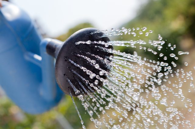 hand watering a plant with watering can