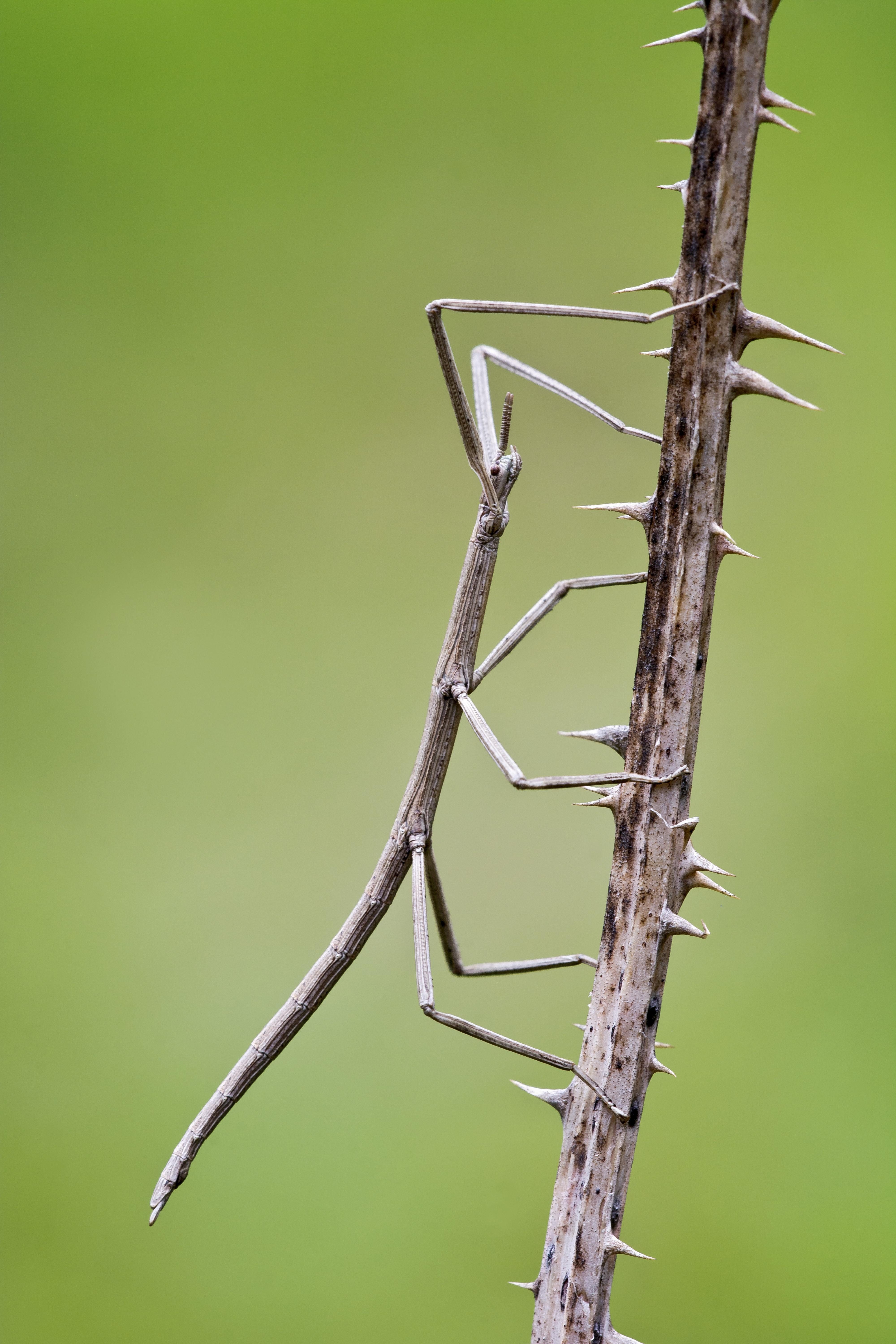 Stick Insect