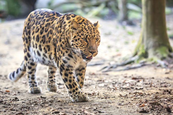 Amur Leopard (Panthera pardus orientalis)