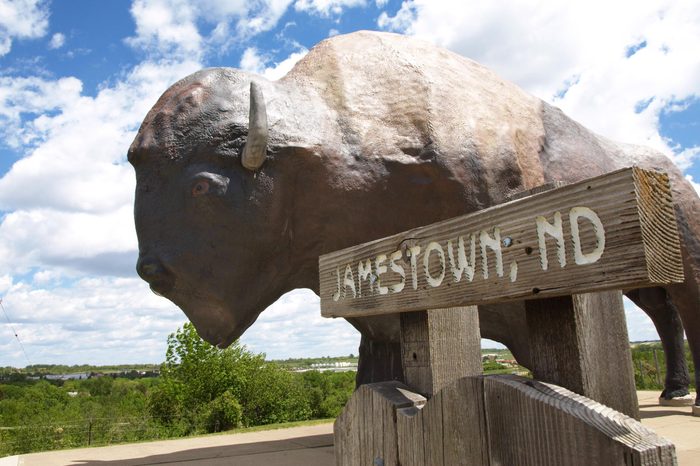 North Dakota Buffalo