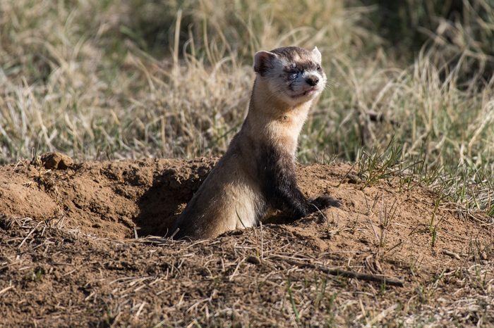 Endangered Black-footed Ferret Enjoying some Sunshine