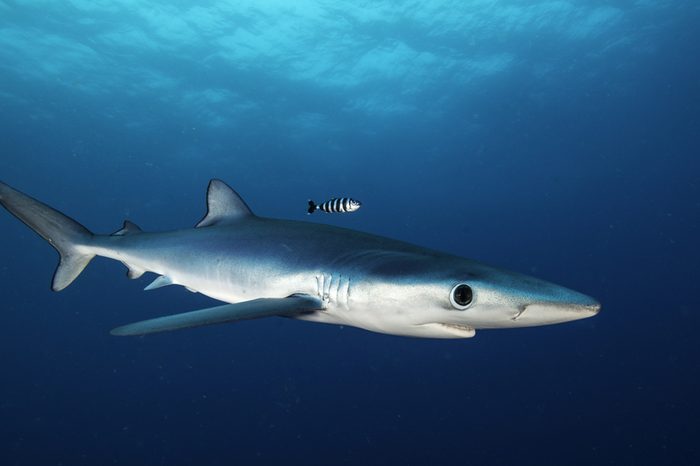 Blue shark swimming in the blue. Image was taken during a baited shark dive offshore, out past Western Cape in South Africa. .