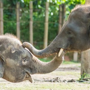 The Borneo Pigmy Elephant is the largest land mamal in Borneo. It can grow up to 2 - 2.5 m in height and weight up to 5400kg