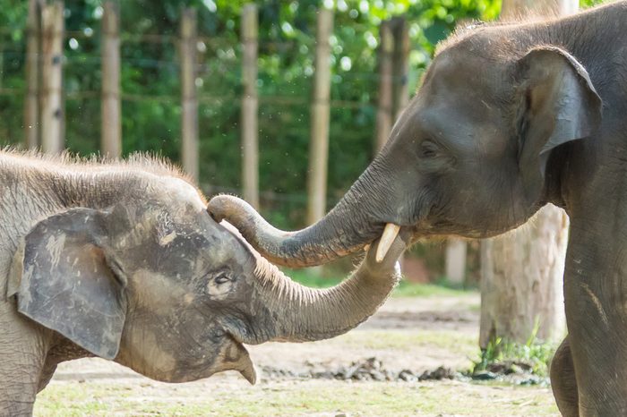 The Borneo Pigmy Elephant is the largest land mamal in Borneo. It can grow up to 2 - 2.5 m in height and weight up to 5400kg