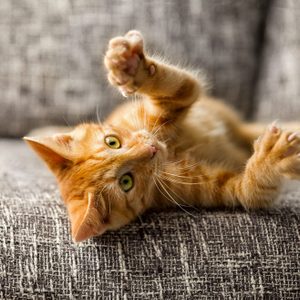 Little cat playing on the bed