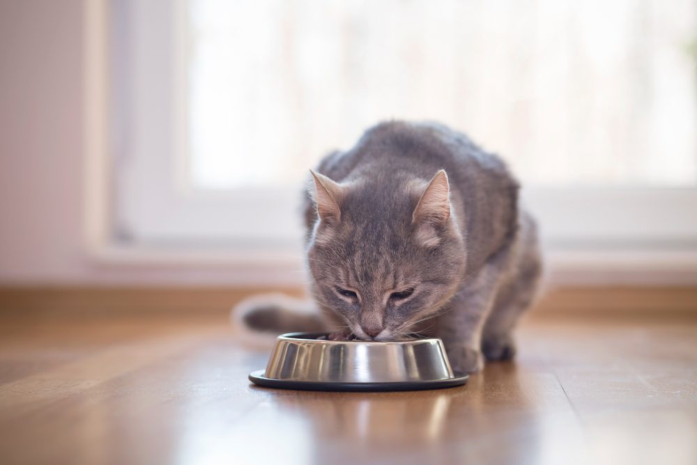 Beautiful tabby cat sitting next to a food bowl, placed on the floor next to the living room window, and eating.